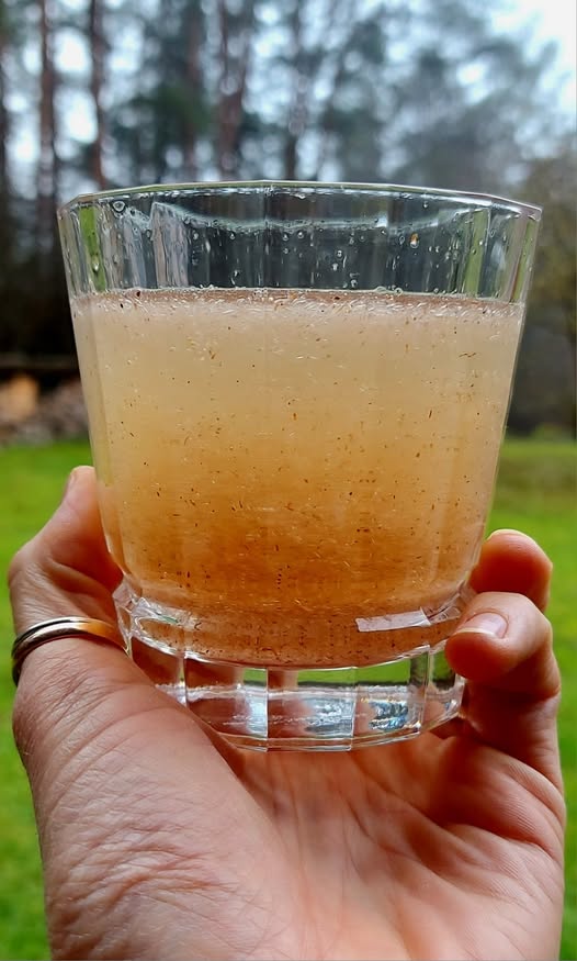 Gysločio luobelių gėrimas