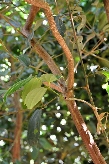 Cinamono medis